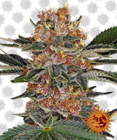 Weedzard Semi di Cannabis Purple Punch ~ semi autofiorenti Purple Punch ~ semi autofiorenti di cannabis